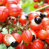 Guarana extract - Atar Drops Composition 